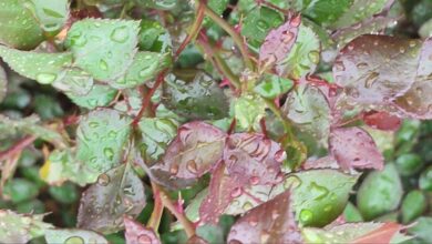 باران در راه مازندران؛ مردم منتظر هوای خنک باشند