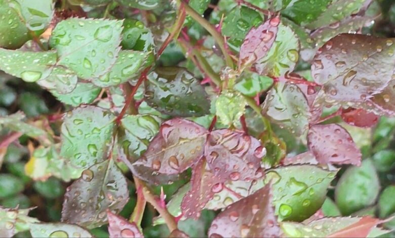 باران در راه مازندران؛ مردم منتظر هوای خنک باشند