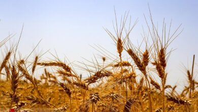 تاخیر در پرداخت مطالبات گندم‌کاران؛ چالشی که امنیت غذایی کشور را تهدید می‌کند