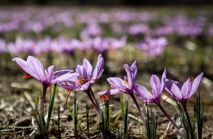 تنوع گونه‌ زعفران‌های وحشی ایران تائید شد