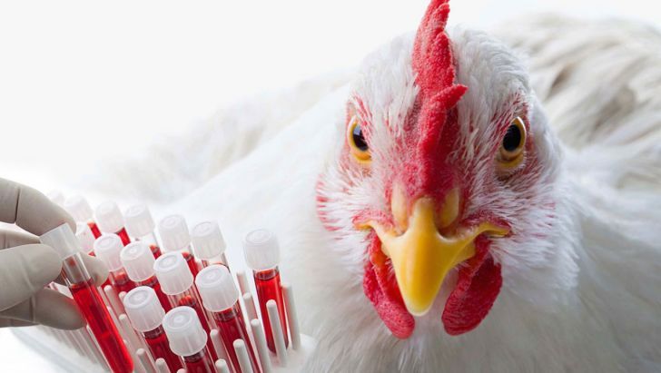 تولید انبوه داخلی واکسن آنگارا به زودی آغاز می‌شود