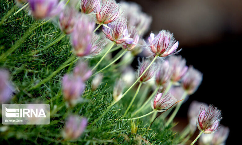قم به قطب فعالیت‌های علمی در حوزه گیاهان دارویی تبدیل می‌شود