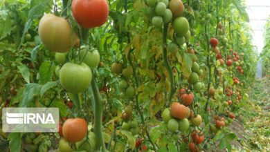 نماینده مجلس: تولید محصولات کشاورزی در محیط گلخانه‌ای باید به ۱۰ میلیون تن برسد