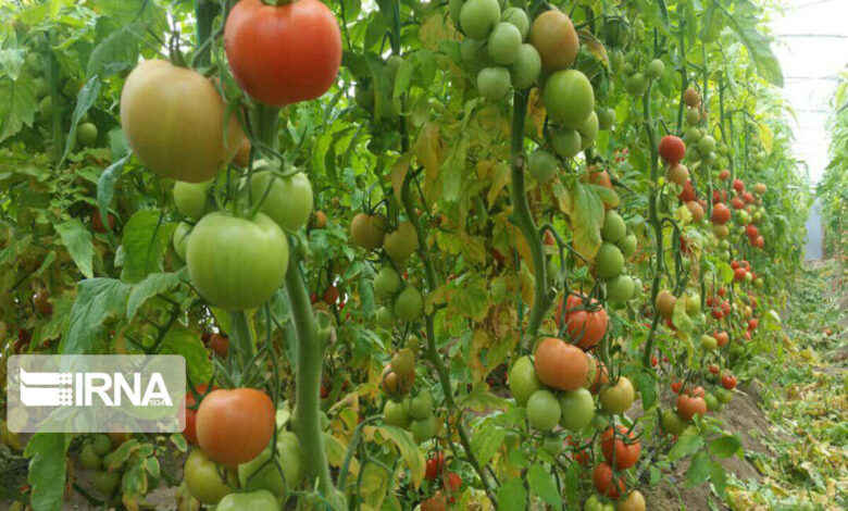 نماینده مجلس: تولید محصولات کشاورزی در محیط گلخانه‌ای باید به ۱۰ میلیون تن برسد