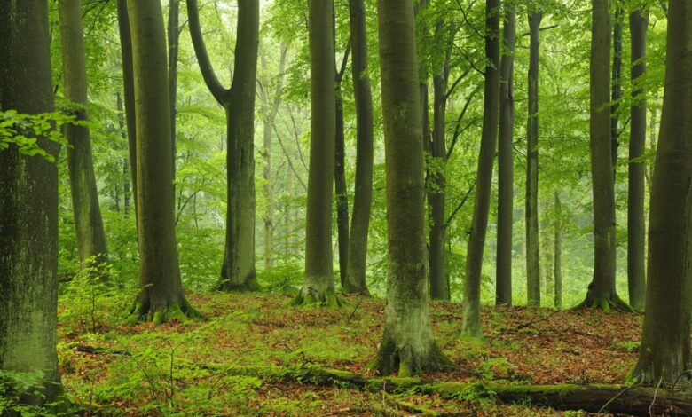 کاهش توان جنگل‌های اروپا در جذب و ذخیره کربن