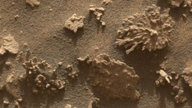 کشف سنگ مرجانی‌شکل در مریخ توسط مریخ‌نورد کنجکاوی