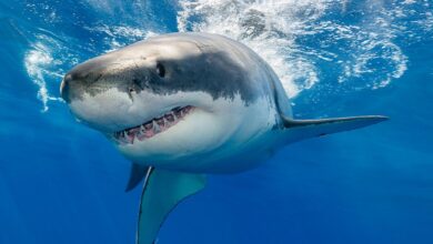 کوسه‌های بی‌دندان؛ قربانیان جدید تغییرات اقلیمی