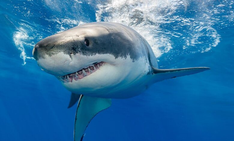 کوسه‌های بی‌دندان؛ قربانیان جدید تغییرات اقلیمی