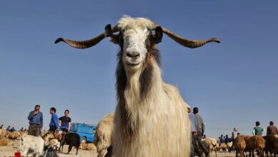 گرما عرضه دام را افزایش داد اما گوشت ارزان نشد