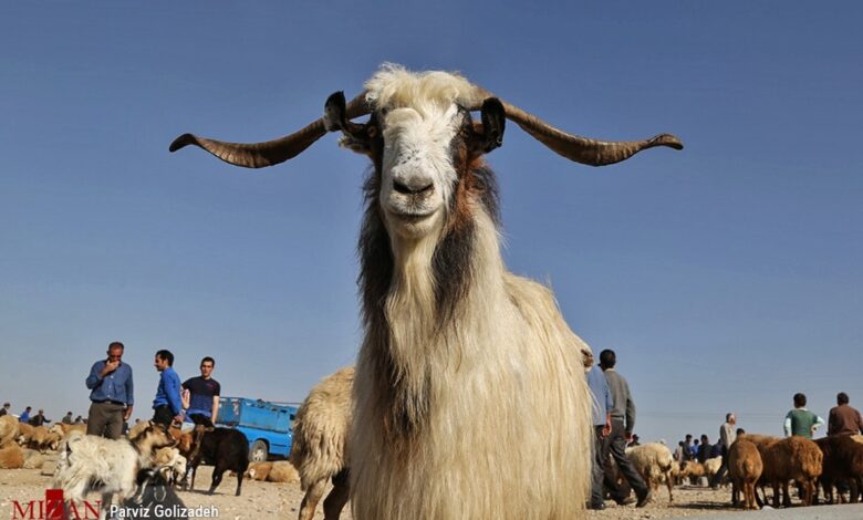 گرما عرضه دام را افزایش داد اما گوشت ارزان نشد