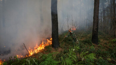 ۱۳ هزار مترمربع از اراضی جنگلی لاکان رشت طعمه حریق شد