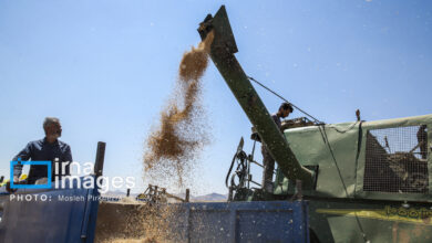 ۱۹۷ هزار نفر عضو تشکل‌های تعاون روستایی خراسان جنوبی هستند