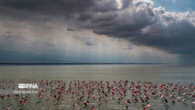 حال خوش مهاجران در میانکاله