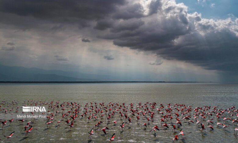 حال خوش مهاجران در میانکاله