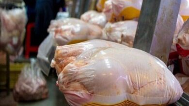 دامپزشکی گیلان بسته بندی مجدد مرغ‌های تاریخ گذشته را شایعه خواند