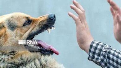 رشد ۳ برابری حیوان‌گزیدگی در ۲.۵ دهه اخیر