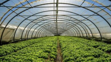 فناوری کلید دستیابی به ۱۰ میلیون تن محصول گلخانه‌ای