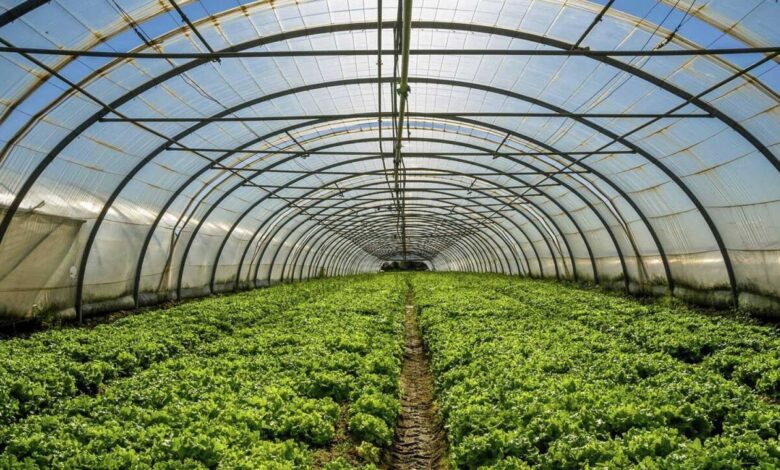 فناوری کلید دستیابی به ۱۰ میلیون تن محصول گلخانه‌ای