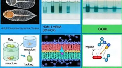 معرفی پروتئین نوترکیب جدید برای بهبود حساسیت کیت‌های تشخیص بیماری