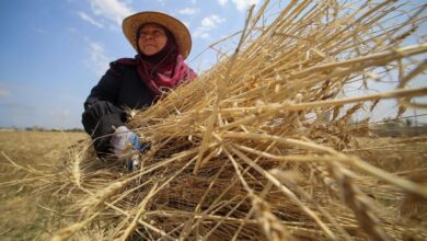 آذربایجان‌غربی؛ رتبه اول بهره‌مندی زنان روستایی از بیمه رایگان مادران سه فرزند