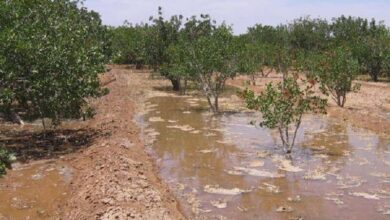 اصلاح روش‌های سنتی کشاورزی در زنجان ضرورتی اجتناب‌ناپذیر است