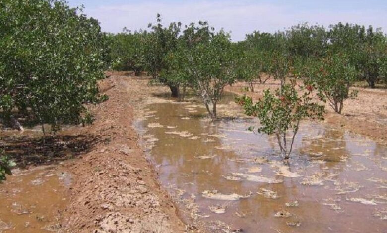 اصلاح روش‌های سنتی کشاورزی در زنجان ضرورتی اجتناب‌ناپذیر است