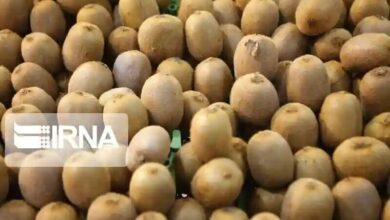 افزون بر پنج هزار تن کیوی و نارنگی از مازندران صادر شد