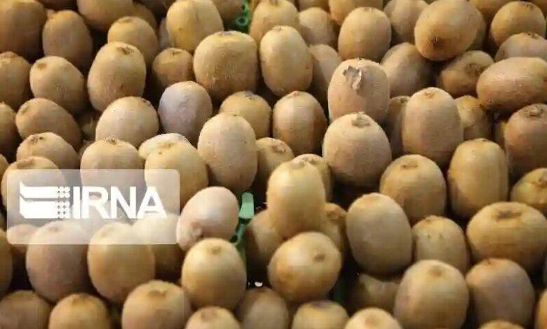 افزون بر پنج هزار تن کیوی و نارنگی از مازندران صادر شد