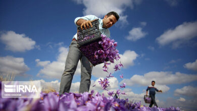 انبار بورس زعفران خراسان شمالی چشم‌انتظار ۲۰۰ میلیارد ریال