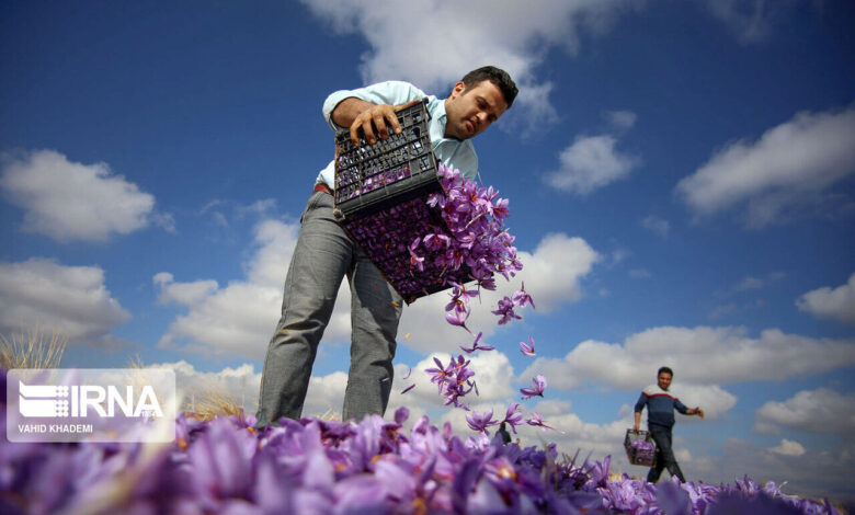 انبار بورس زعفران خراسان شمالی چشم‌انتظار ۲۰۰ میلیارد ریال