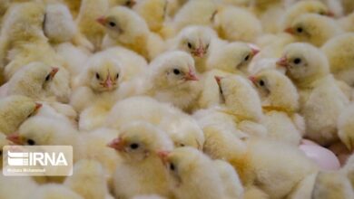 بیش از ۱۸ میلیون قطعه جوجه‌ریزی در خراسان جنوبی انجام شد
