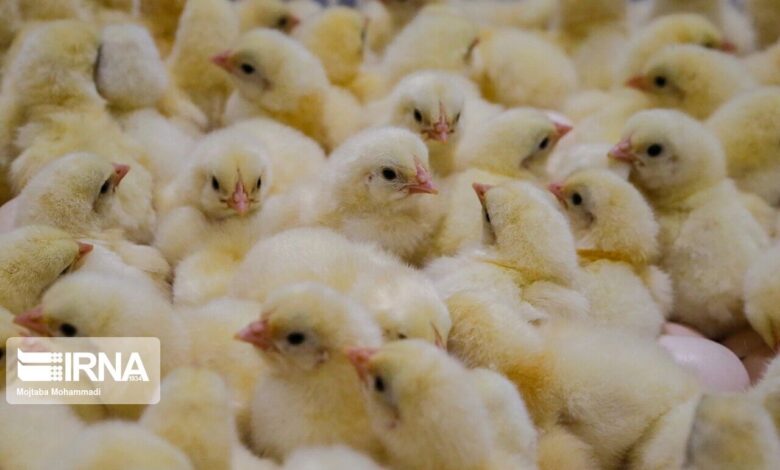 بیش از ۱۸ میلیون قطعه جوجه‌ریزی در خراسان جنوبی انجام شد