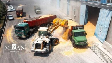 خروج واردکنندگان نهاده‌های دامی از چرخه تامین با تاخیر‌های ارزی/ تعداد واردکنندگان فعال از ۲۰۰ به حدود ۱۰۰ شرکت کاهش یافته است