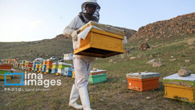 رونق اشتغال روستاییان خراسان شمالی با طرح ترسیب کربن