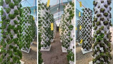 طراحی و ساخت گلخانه پایلوت ایروپونیک عمودی در شرق کشور