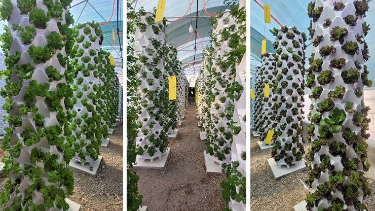 طراحی و ساخت گلخانه پایلوت ایروپونیک عمودی در شرق کشور