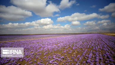 فیلم | جشنواره برداشت گل زعفران در تربت‌ حیدریه
