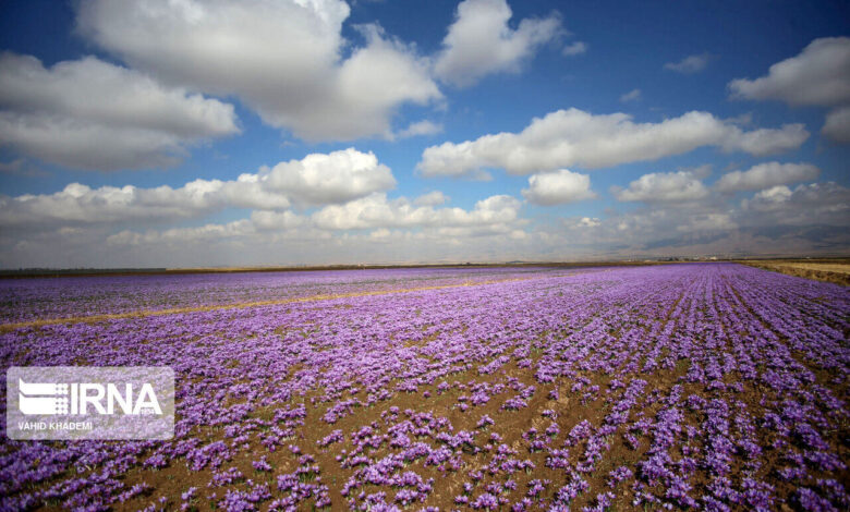 فیلم | جشنواره برداشت گل زعفران در تربت‌ حیدریه