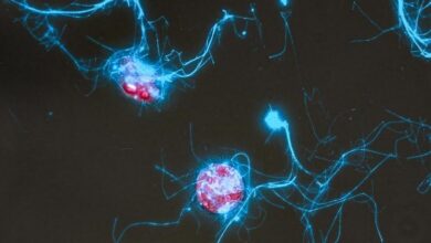 فیلم‌برداری از مهمانی میکروب‌ها در اقیانوس با کاوشگر مولکولی