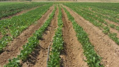 لوبیای خمین، میراثی در دل خشکسالی