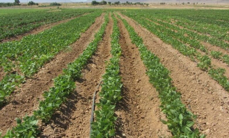 لوبیای خمین، میراثی در دل خشکسالی