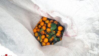 هشدار اتحادیه باغداران؛ پرتقال‌ و نارنگی‌ نارس و یک‌دست نارنجی نخرید