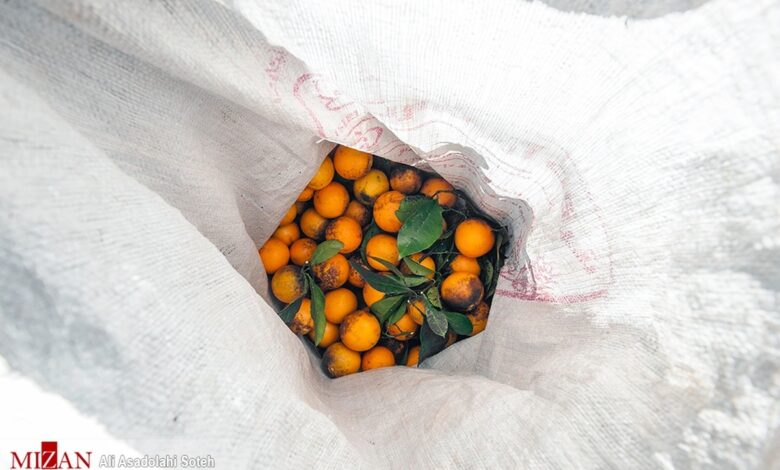 هشدار اتحادیه باغداران؛ پرتقال‌ و نارنگی‌ نارس و یک‌دست نارنجی نخرید