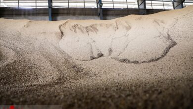 هشدار رئیس قوه‌قضاییه نسبت به بحران نهاده‌های دامی؛ مشکل در واردات است یا توزیع؟