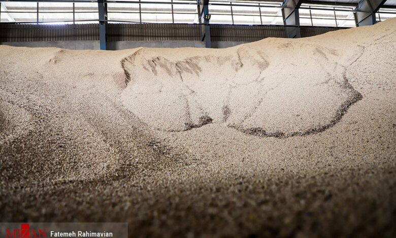 هشدار رئیس قوه‌قضاییه نسبت به بحران نهاده‌های دامی؛ مشکل در واردات است یا توزیع؟