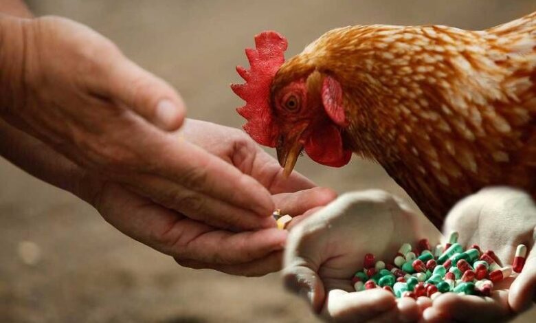 استفاده بی‌رویه از آنتی‌بیوتیک‌ها در دامداری و کشاورزی مقاومت میکروبی را تشدید می‌کند