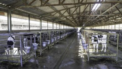 افزایش مصرف گوشت قرمز در روزهای سرد سال؛ واردات به کاهش قیمت کمک میکند؟