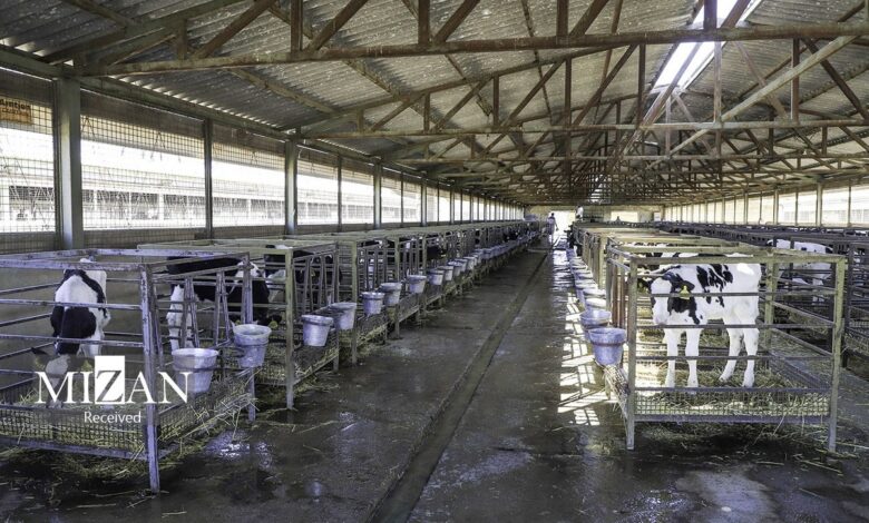 افزایش مصرف گوشت قرمز در روزهای سرد سال؛ واردات به کاهش قیمت کمک می‌کند؟