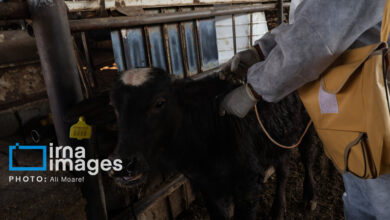 اقدامات پیشگیرانه راه مقابله با سویه جدید تب برفکی در زنجان است