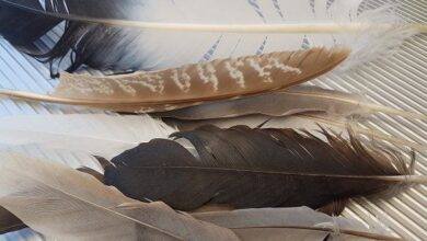 تهیه کنجاله پروتئینی از پَر